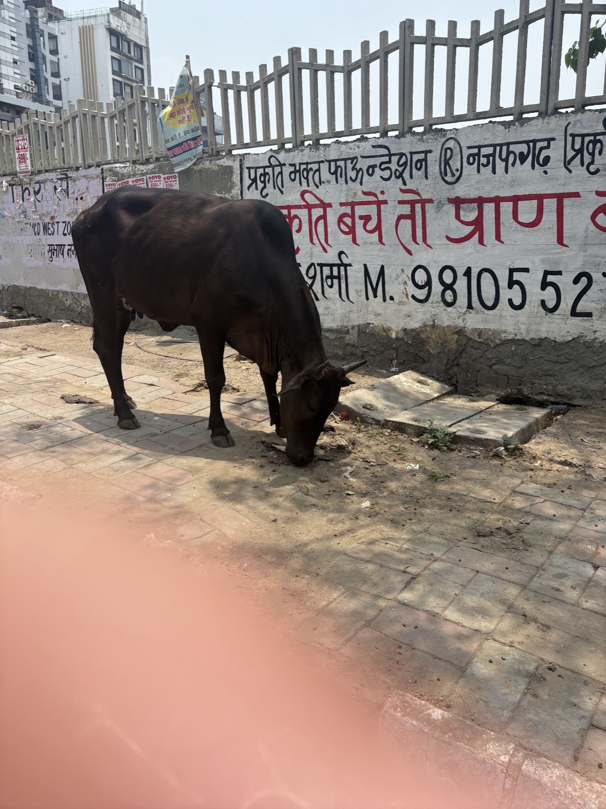 Street Animal Feeding Drive