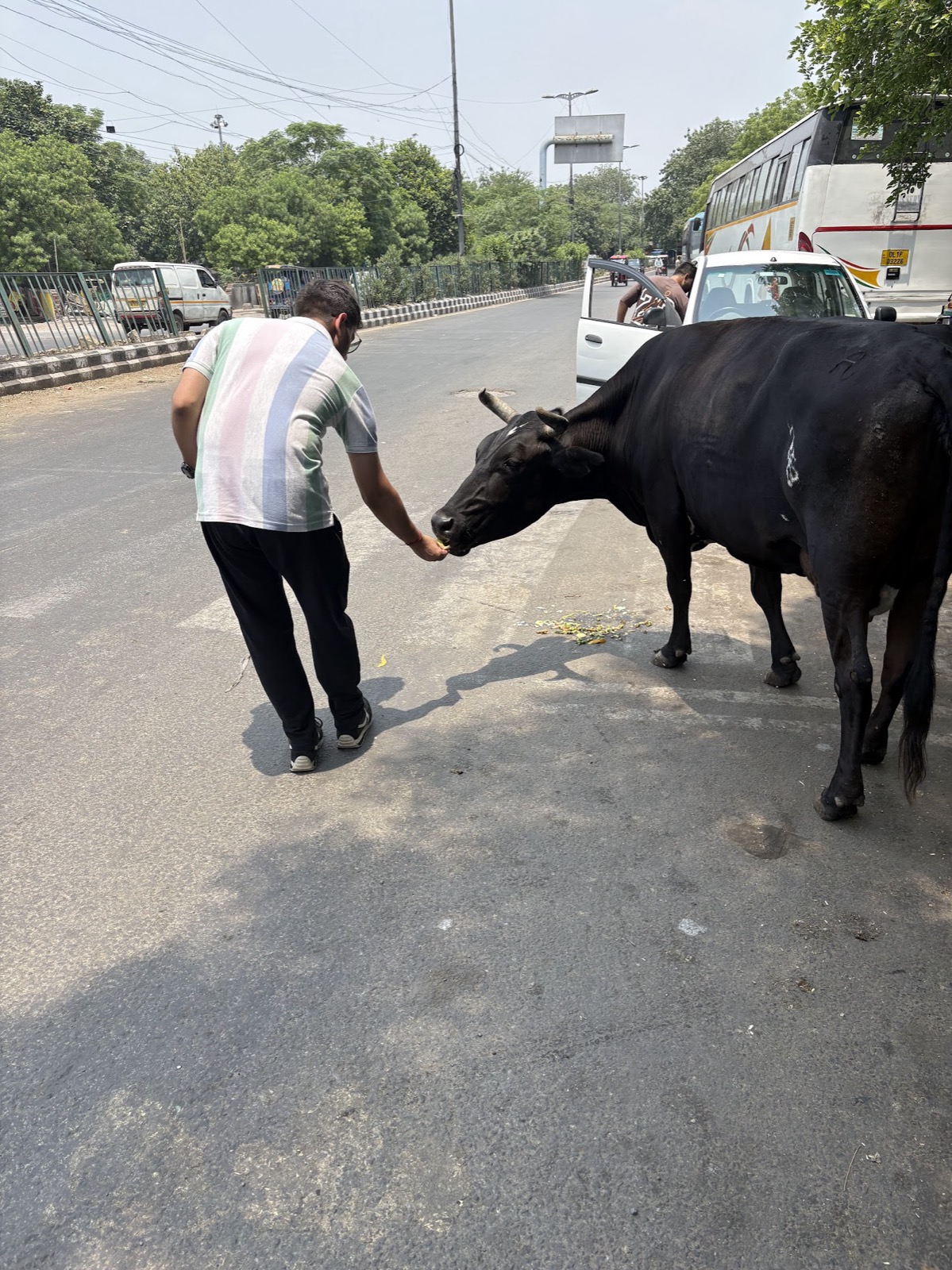 Street Animal Feeding Drive